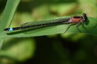 Ischnura elegans
