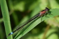 Ischnura elegans