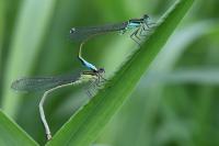 Ischnura elegans