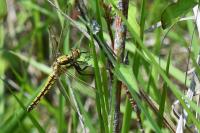 Orthetrum cancellatum