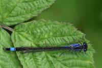 Ischnura elegans