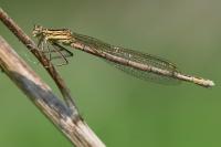 Platycnemis pennipes