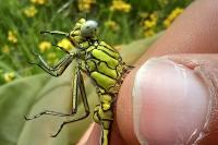 Gomphus pulchellus