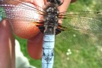 Libellula fulva
