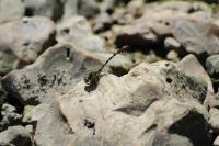 Onychogomphus forcipatus