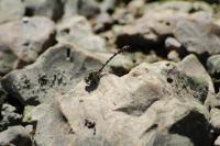 Onychogomphus forcipatus