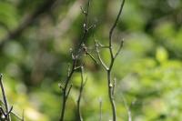 Somatochlora metallica