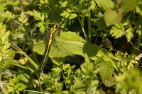 Gomphus vulgatissimus