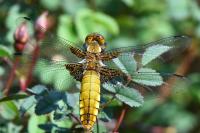 Libellula depressa