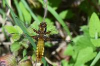 Libellula depressa