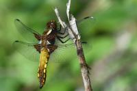 Libellula depressa