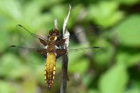 Libellula depressa