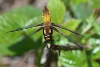 Libellula depressa