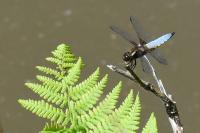 Libellula depressa