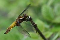 Libellula depressa