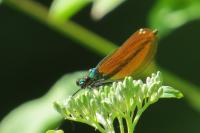 Calopteryx virgo