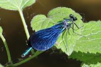 Calopteryx virgo