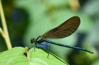 Calopteryx virgo