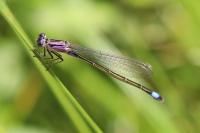 Ischnura elegans