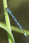 Coenagrion puella