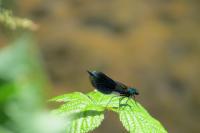 Calopteryx splendens