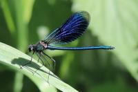 Calopteryx splendens
