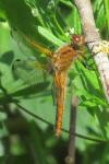 Libellula fulva