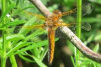 Libellula fulva