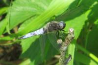 Libellula fulva