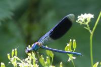 Calopteryx splendens