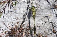 Gomphus pulchellus