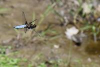 Libellula depressa