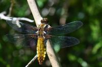 Libellula depressa