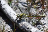 Gomphus pulchellus