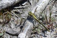 Gomphus pulchellus