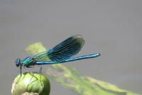 Calopteryx splendens