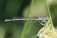 Platycnemis pennipes