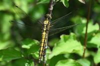 Orthetrum cancellatum