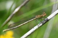 Platycnemis pennipes