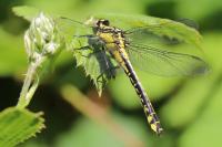 Gomphus vulgatissimus