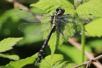 Gomphus vulgatissimus