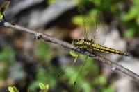 Orthetrum cancellatum