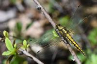 Orthetrum cancellatum