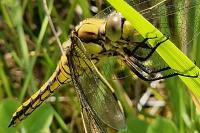 Orthetrum cancellatum