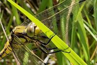 Orthetrum cancellatum