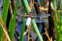 Libellula depressa