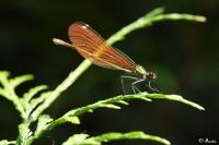 Calopteryx virgo