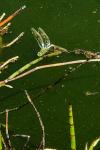 Anax imperator