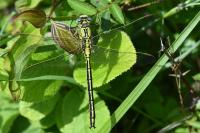 Gomphus pulchellus