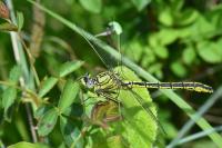 Gomphus pulchellus